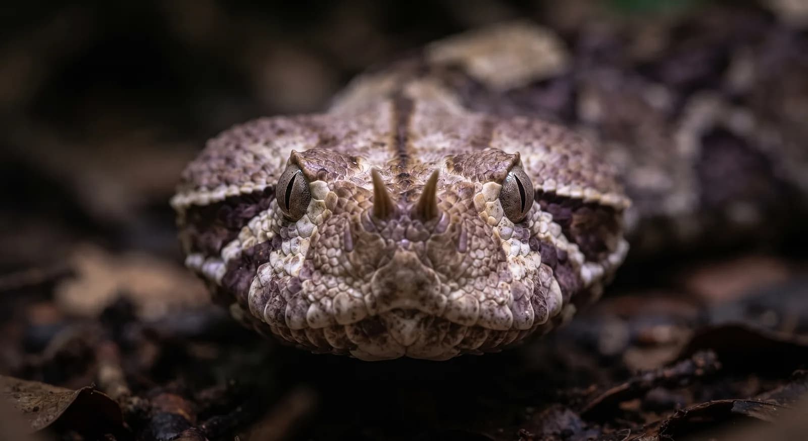 Gaboon Viper