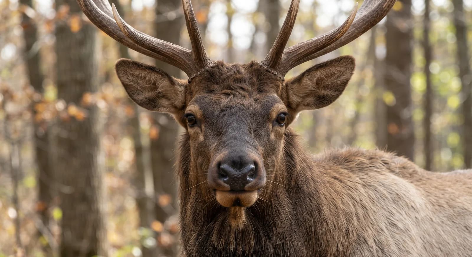 Wapiti