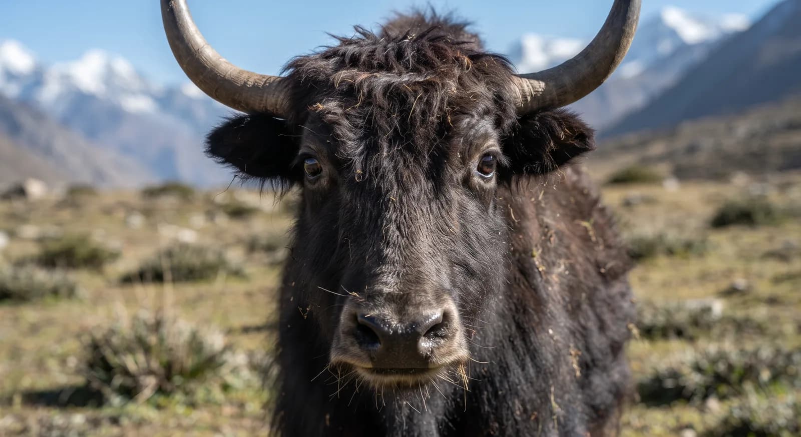 Yak