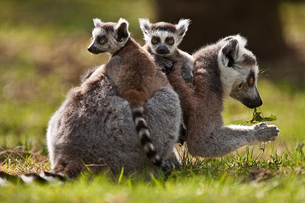 Madagascar