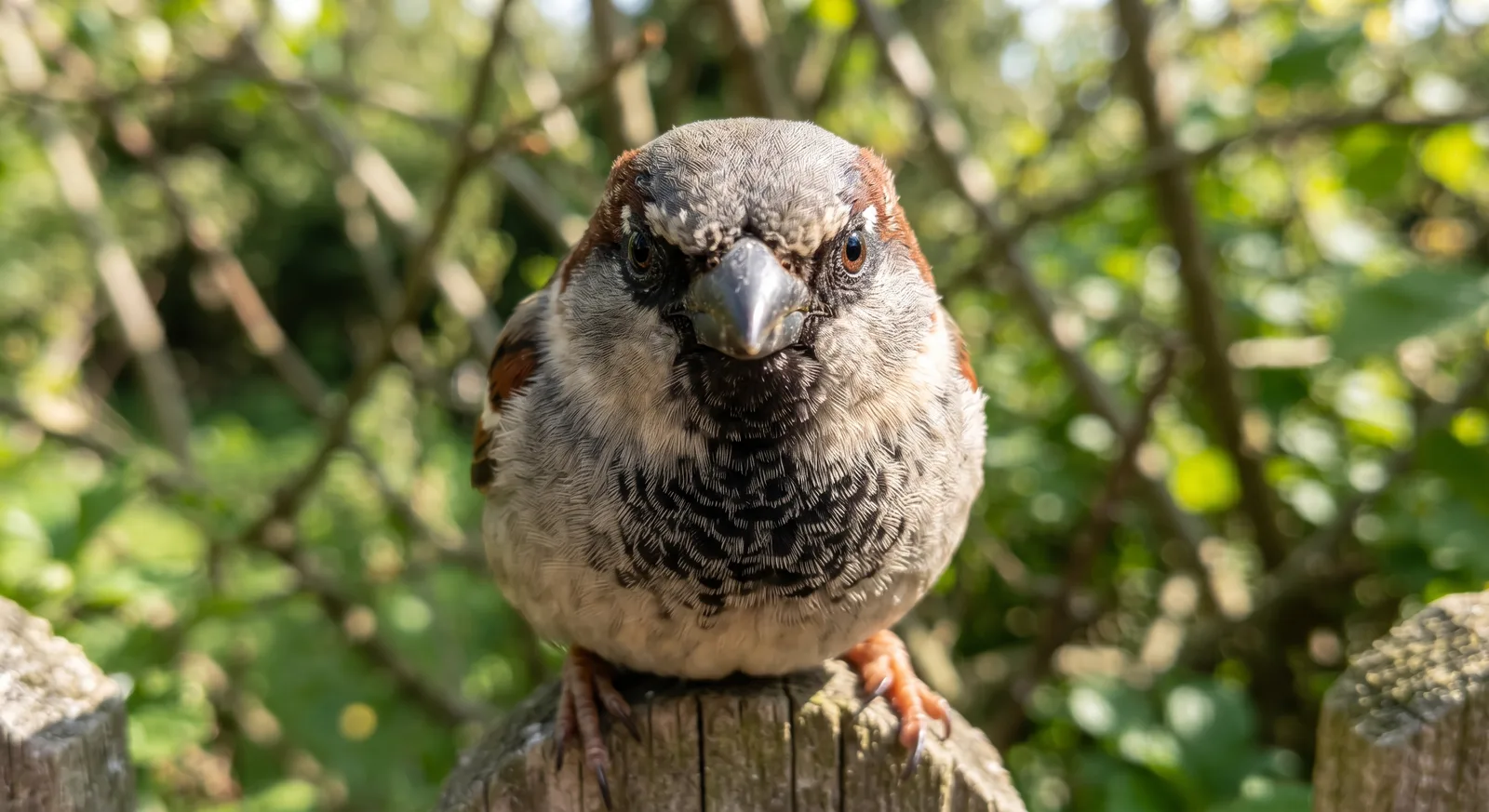 House Sparrow