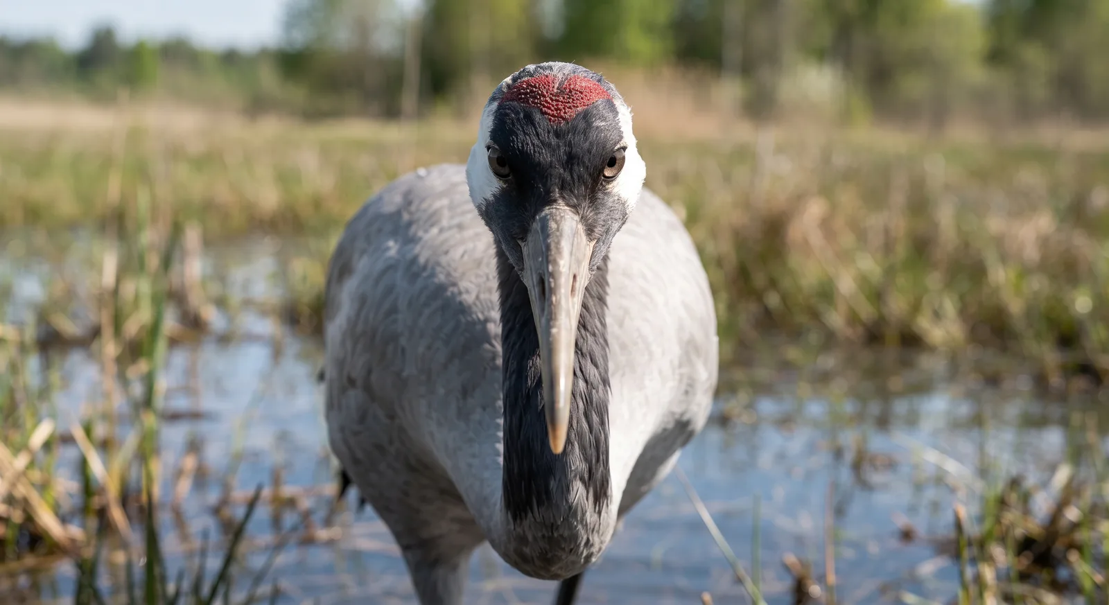 Grulla común
