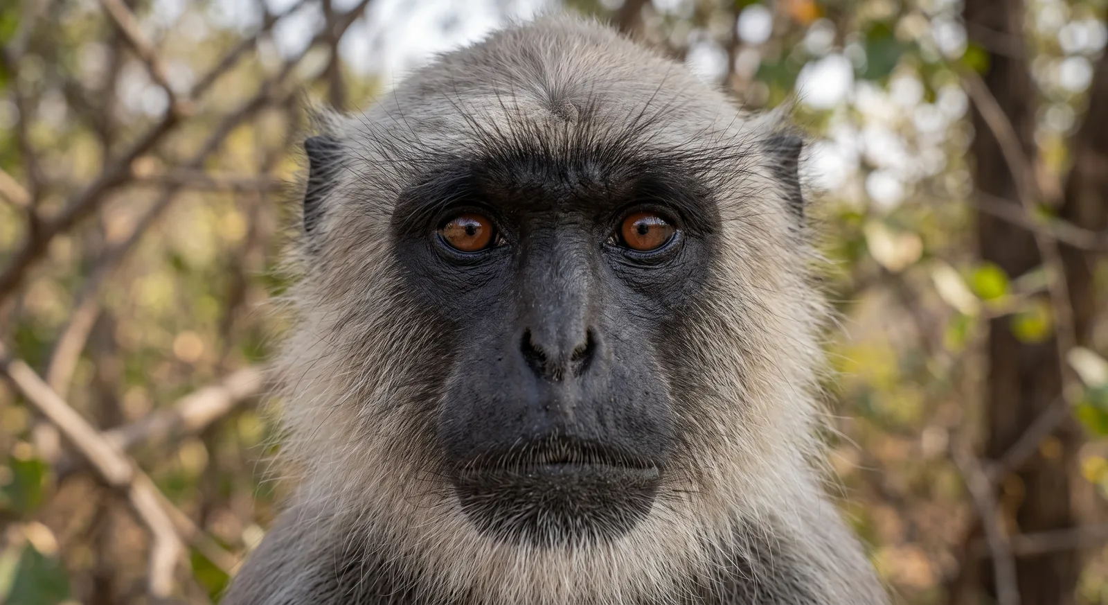Langur gris